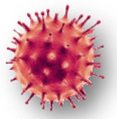 coronavirus cell